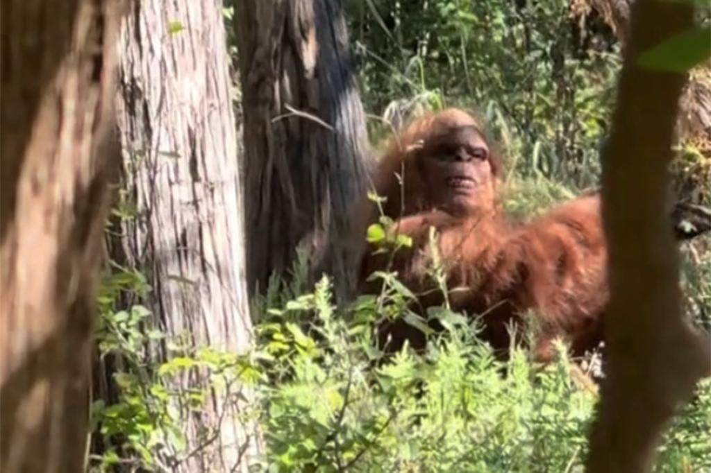 Bigfoot caught in wild viral video by terrified hiker: 'Scariest moment of my life'